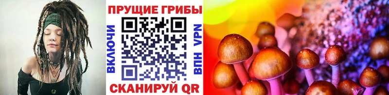 хочу   Макарьев  Галлюциногенные грибы Cubensis 
